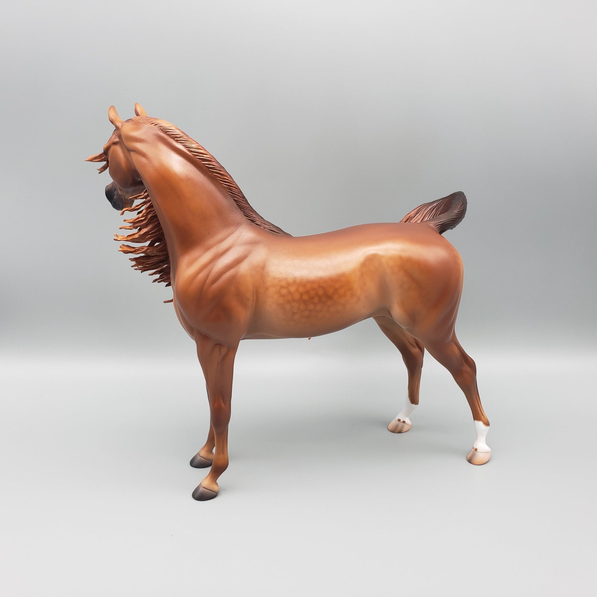 Pindo - Dappled Chestnut Arabian Stallion By Caroline Boydston Best Offers 7/24/23