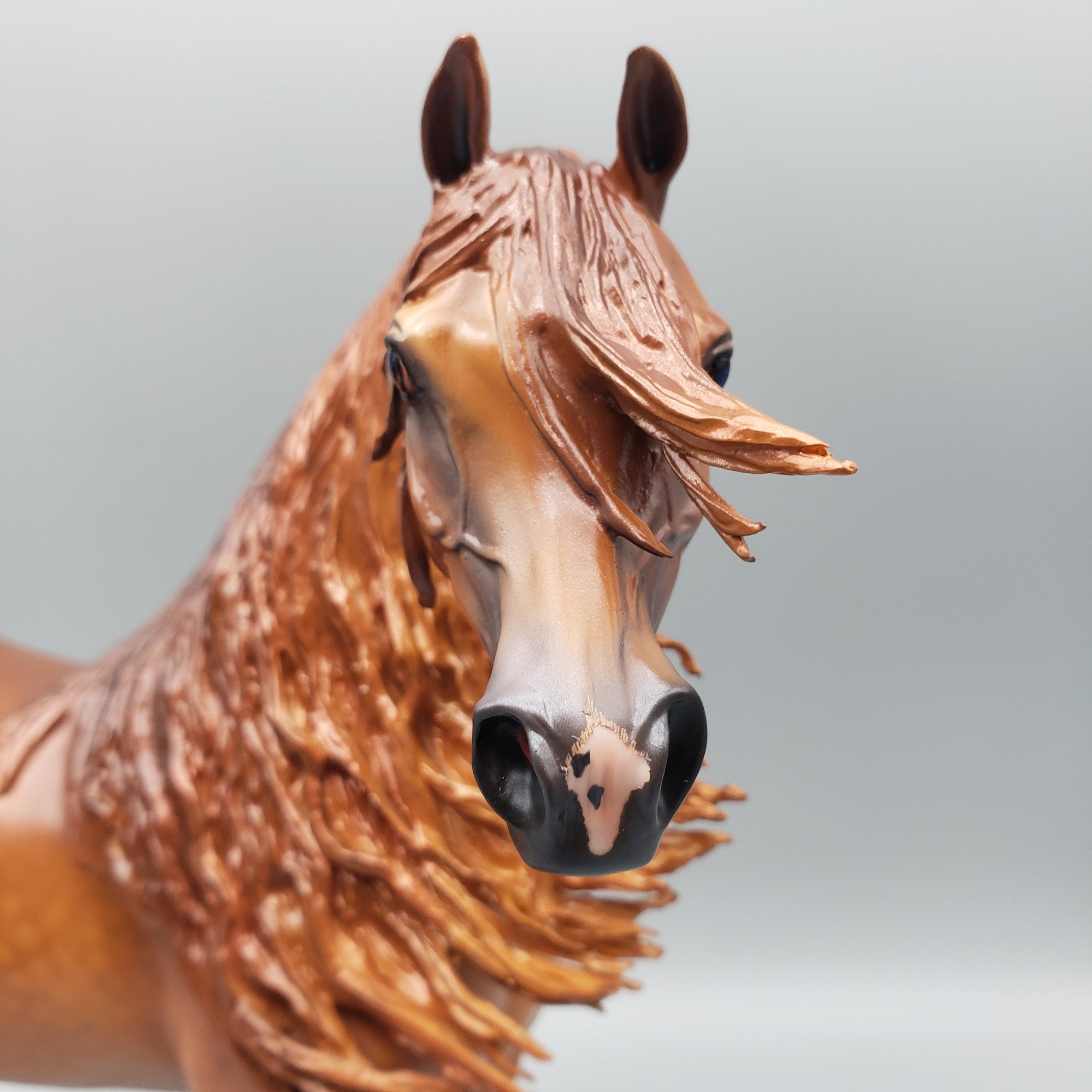 Pindo - Dappled Chestnut Arabian Stallion By Caroline Boydston Best Offers 7/24/23