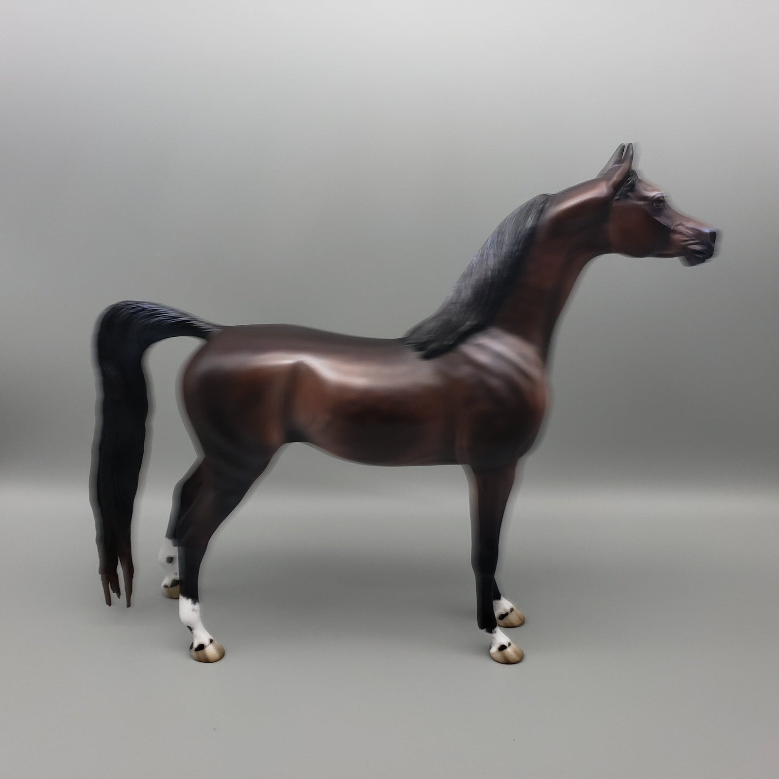 Tova OOAK Dapple Bay Arabian Stallion Turned Arab Mare with Straight Head By Jess Hamill Best Offers 7/24/23