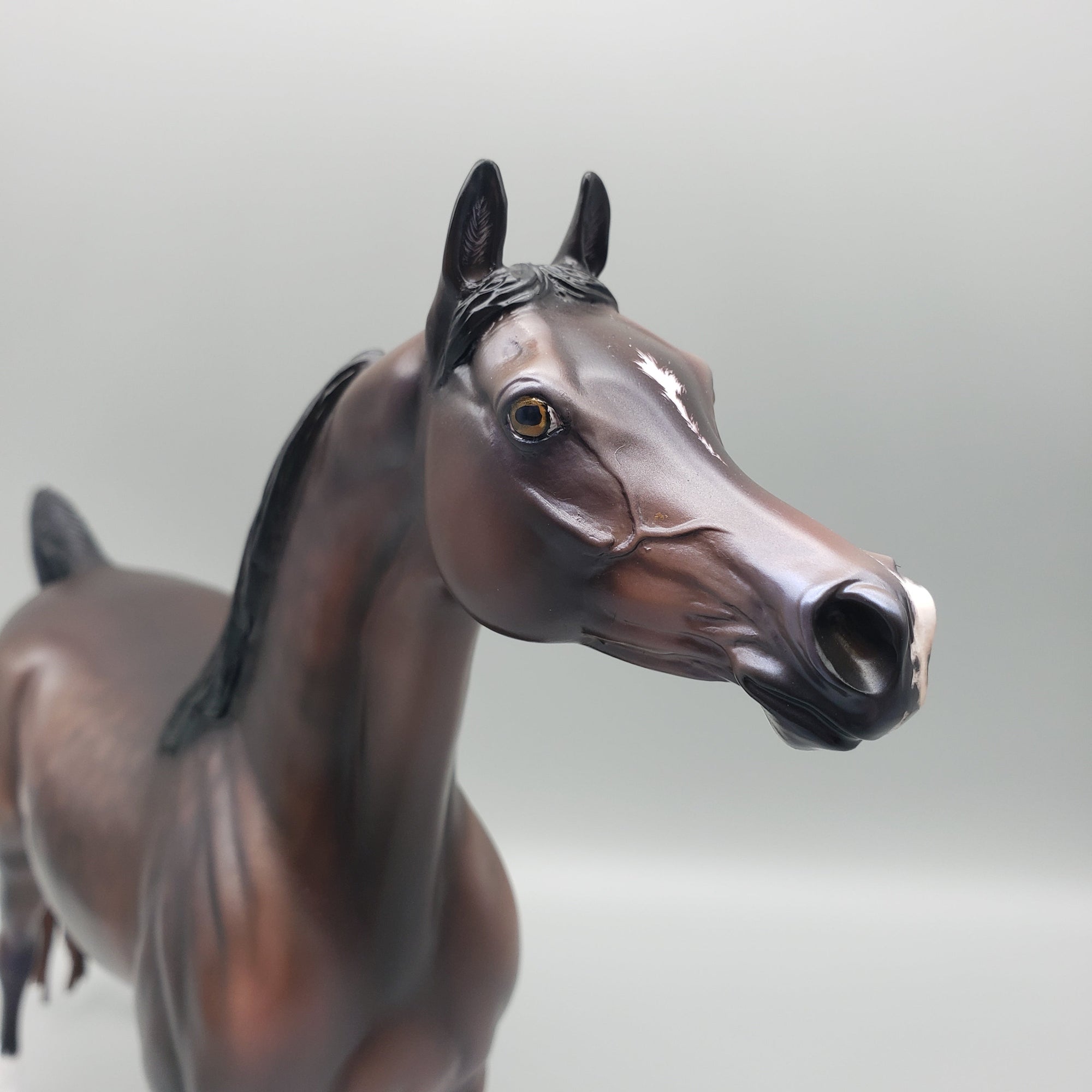 Tova OOAK Dapple Bay Arabian Stallion Turned Arab Mare with Straight Head By Jess Hamill Best Offers 7/24/23