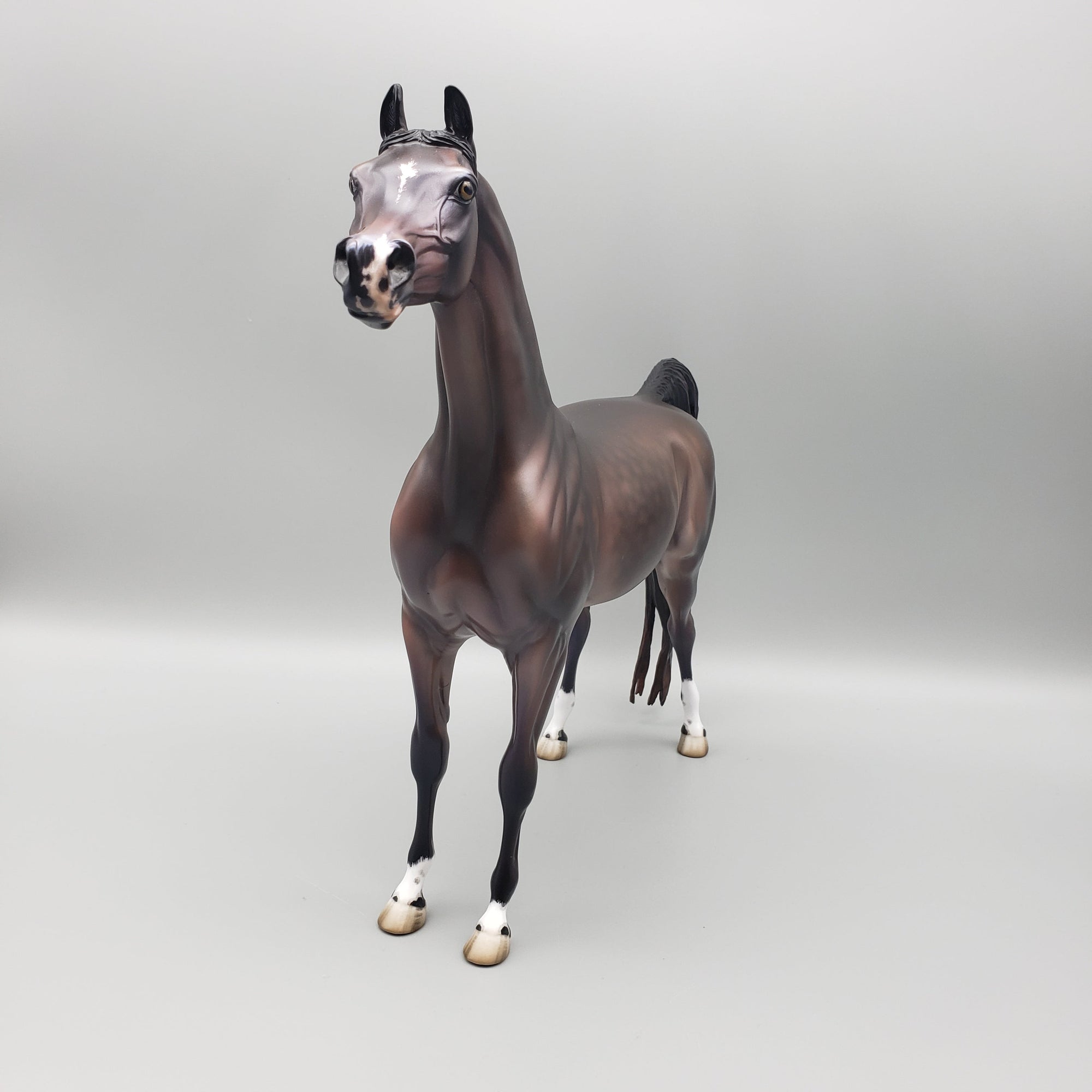 Tova OOAK Dapple Bay Arabian Stallion Turned Arab Mare with Straight Head By Jess Hamill Best Offers 7/24/23