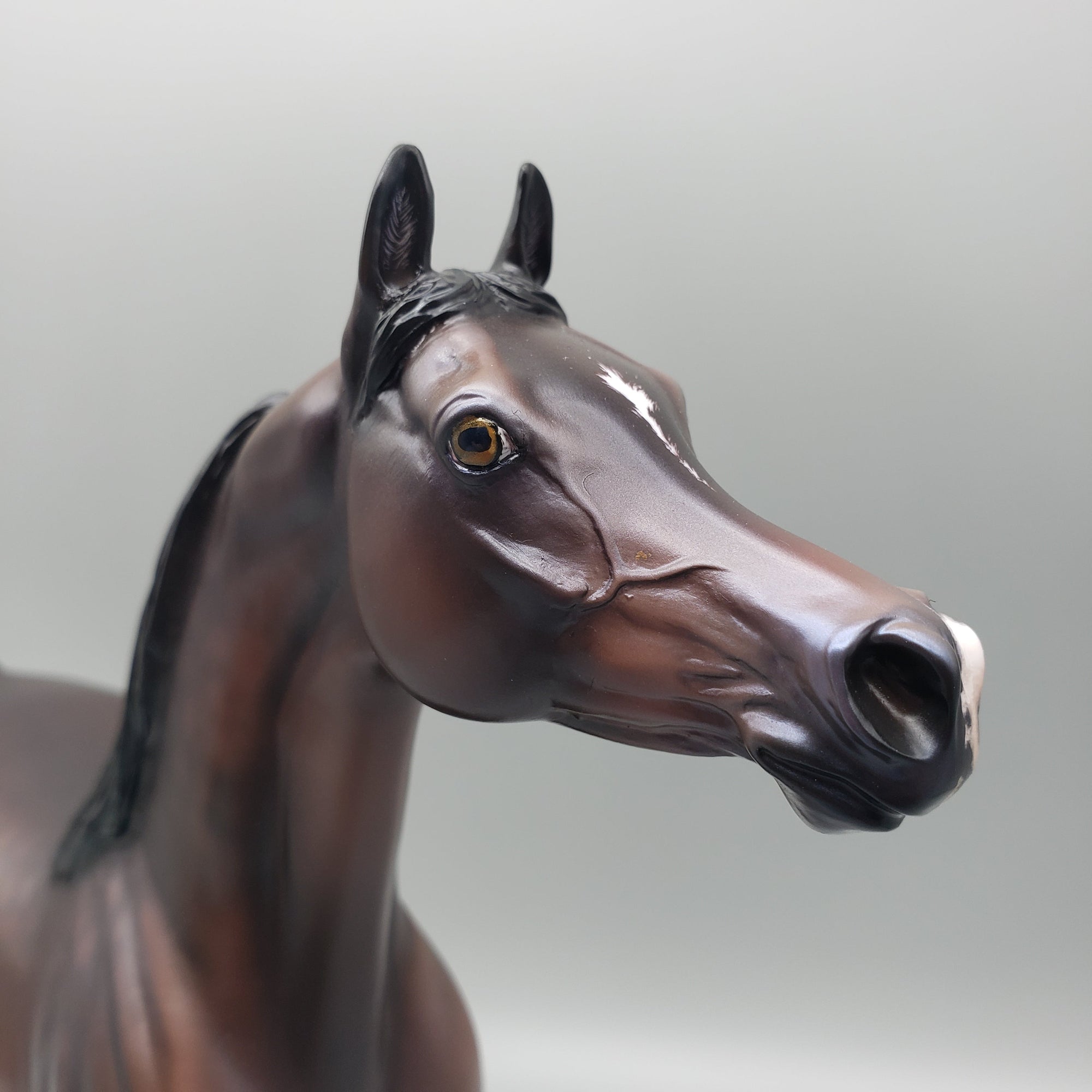 Tova OOAK Dapple Bay Arabian Stallion Turned Arab Mare with Straight Head By Jess Hamill Best Offers 7/24/23