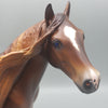 Jacaranda OOAK Dappled Chestnut Ideal Stock Horse  By Caroline Boydston Best Offers 7/31/23