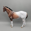 Ansel - OOAK - Customized Bay Snowcap Appaloosa Ideal Stock Horse by Dawn Quick EQ23