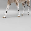 Posey OOAK Buckskin Appaloosa Mule By Sheryl Leisure Best Offers 8/21/23