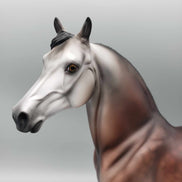 Jolly LE 15 Run Bay Going Grey Morgan By Jess Hamill Holiday Sale HS23