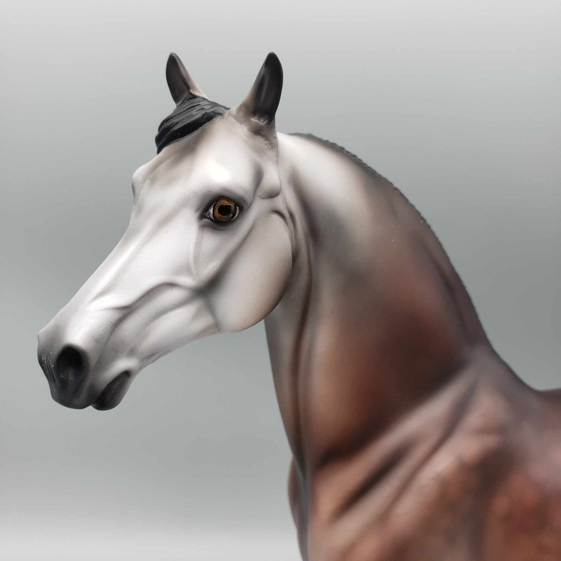 Jolly LE 15 Run Bay Going Grey Morgan By Jess Hamill Holiday Sale HS23