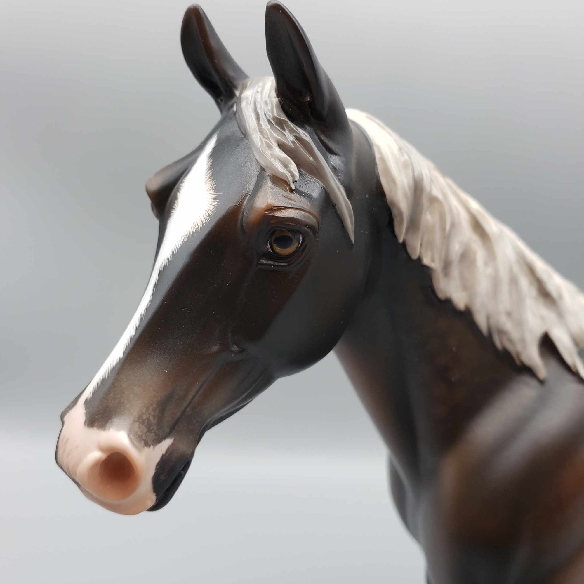 Tortoise OOAK Silver Dapple Palouse By Angela Marleau Best Offers 9/18/23