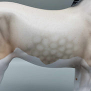 Pihake OOAK  Splash Bay Roan Andalusian by Angela Marleau Fall Into Autumn Random Drop Sale 9/23