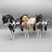 Andalusian Loyalty Release Loyalty Club 23/24