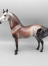 Jolly LE 15 Run Bay Going Grey Morgan By Jess Hamill Holiday Sale HS23