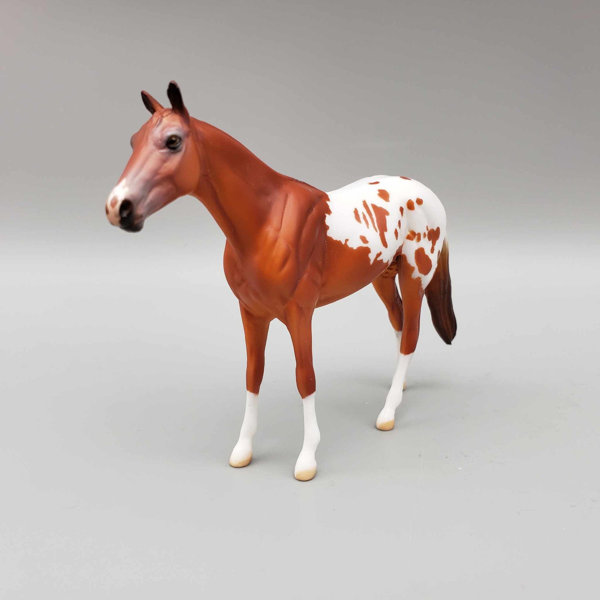 Riggs OOAK Chestnut Blanket Appaloosa W/Spots and Snip Thoroughbred Chip By Dawn Quick Moonlight Madness 2023 MM23