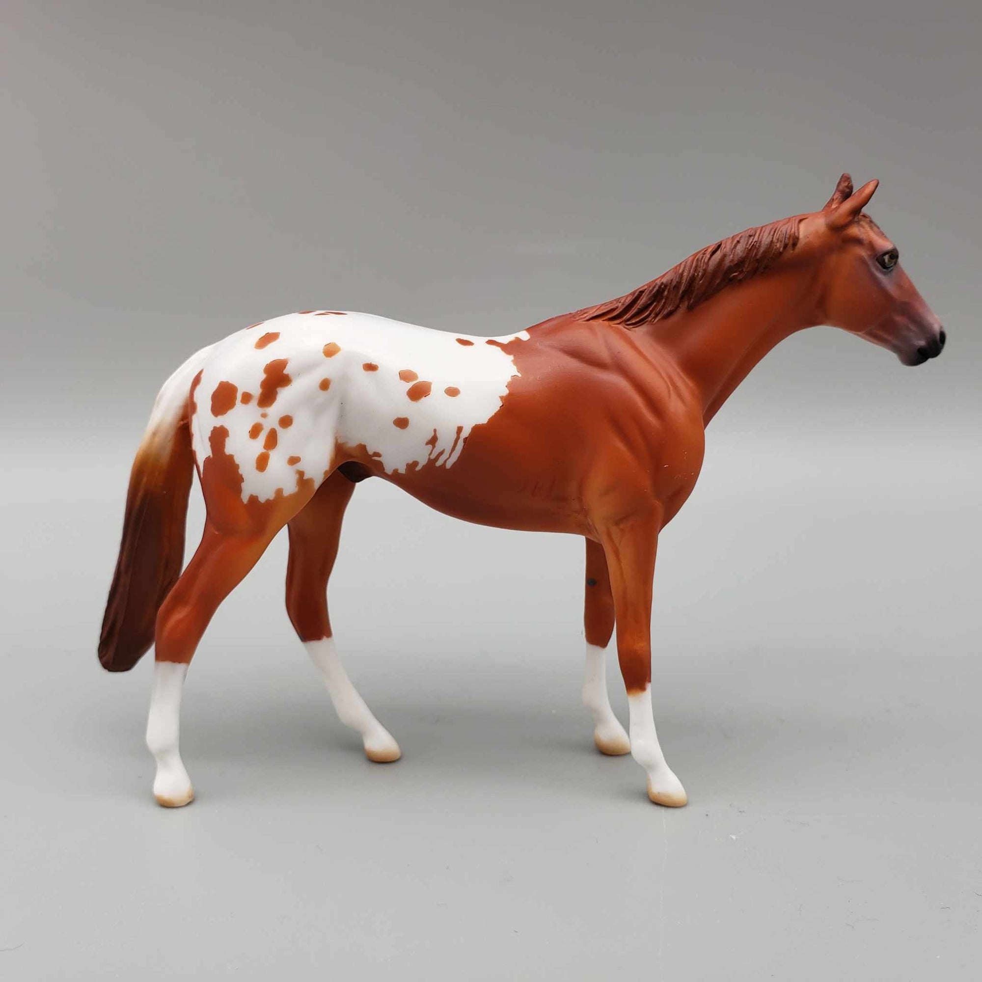 Riggs OOAK Chestnut Blanket Appaloosa W/Spots and Snip Thoroughbred Chip By Dawn Quick Moonlight Madness 2023 MM23