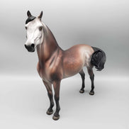 Jolly LE 15 Run Bay Going Grey Morgan By Jess Hamill Holiday Sale HS23