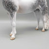 Cainhurst OOAK Dappled Grey Morgan By Jess Hamill Best Offer 11/27/23