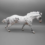 Popcorn OOAK  Black Appaloosa Remington W/ Short Mane By Jess Hamill Holiday Sale HS23