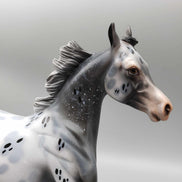 Countdown Confetti OOAK Appaloosa Yearling By Dawn Quick New Year Sales Collection NY23