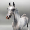 Weatherman OOAK Star Dappled Grey Arabian By Jess Hamill Best Offers 12/26/23
