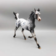 Countdown Confetti OOAK Appaloosa Yearling By Dawn Quick New Year Sales Collection NY23