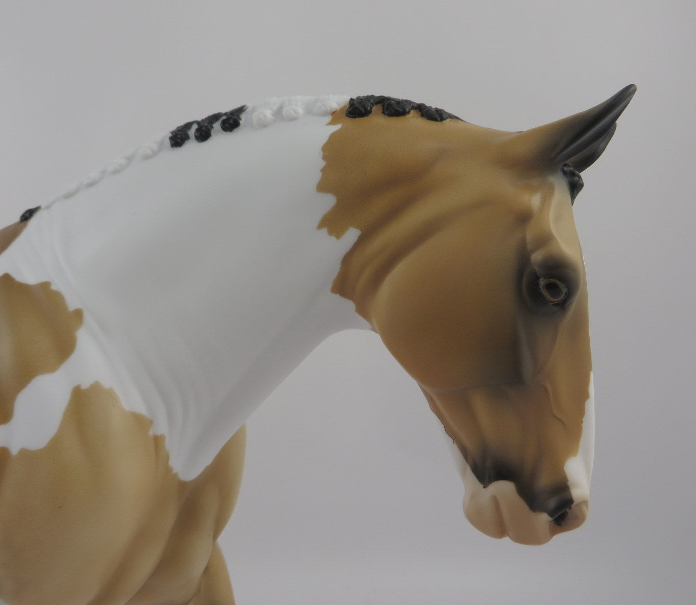 Jacques-OOAK Dapple Buckskin Paint Irish Draft EQ 2020