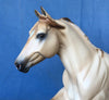 POSITIVE FOCUS-OOAK APRICOT DUN FOUNDATION QUARTER HORSE 5/8