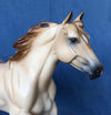 POSITIVE FOCUS-OOAK APRICOT DUN FOUNDATION QUARTER HORSE 5/8