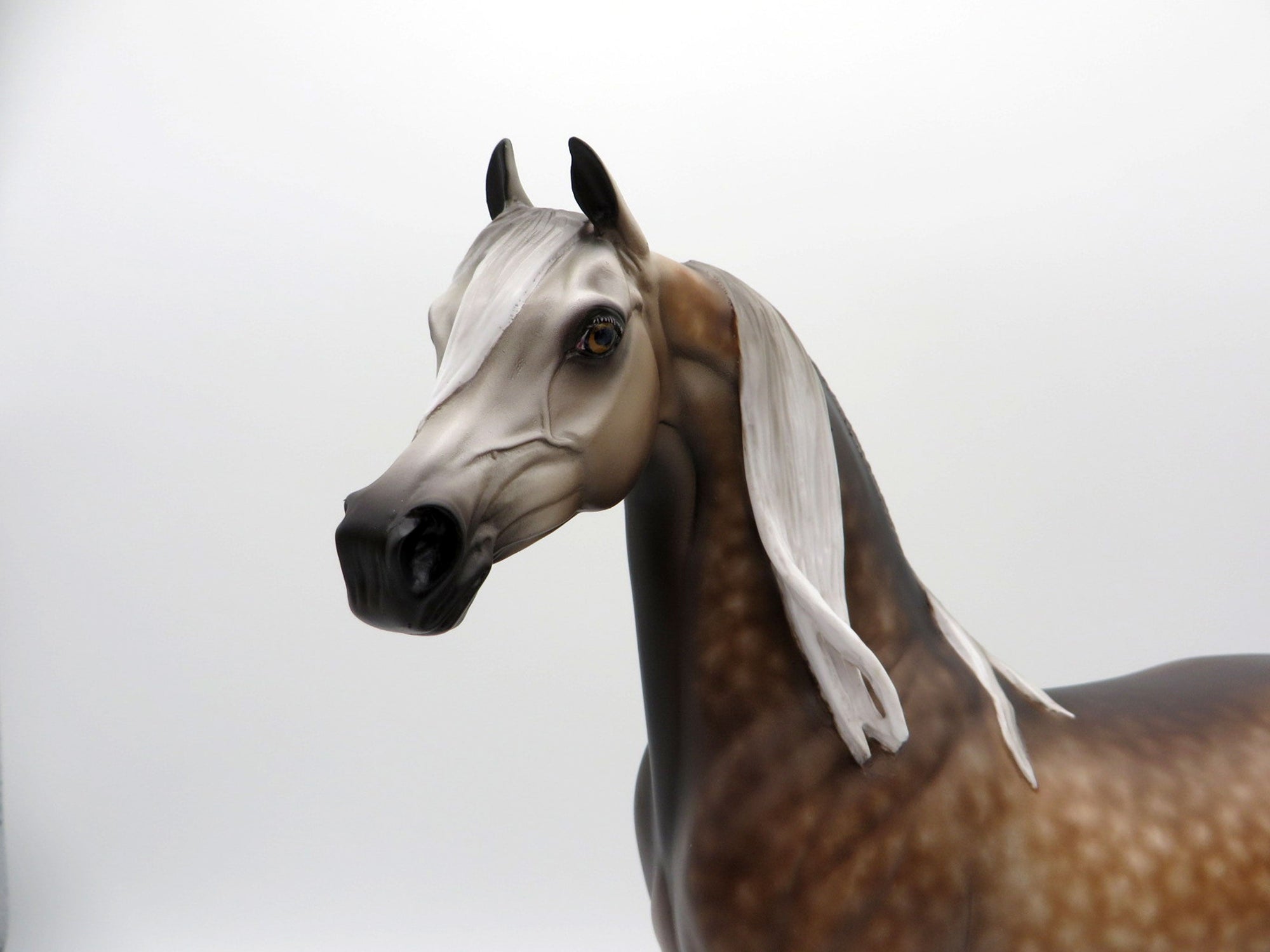 Aeryn-OOAK Rose Grey Arabian 3/29/21