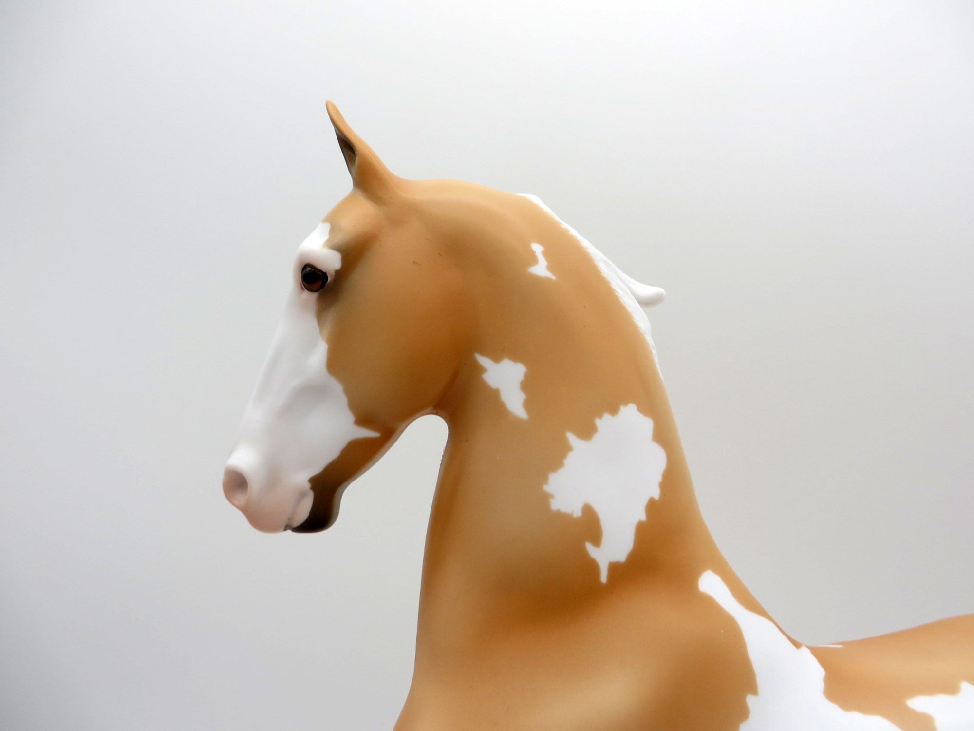 Aquila-OOAK Palomino Pinto Saddlebred  SHCF 2021