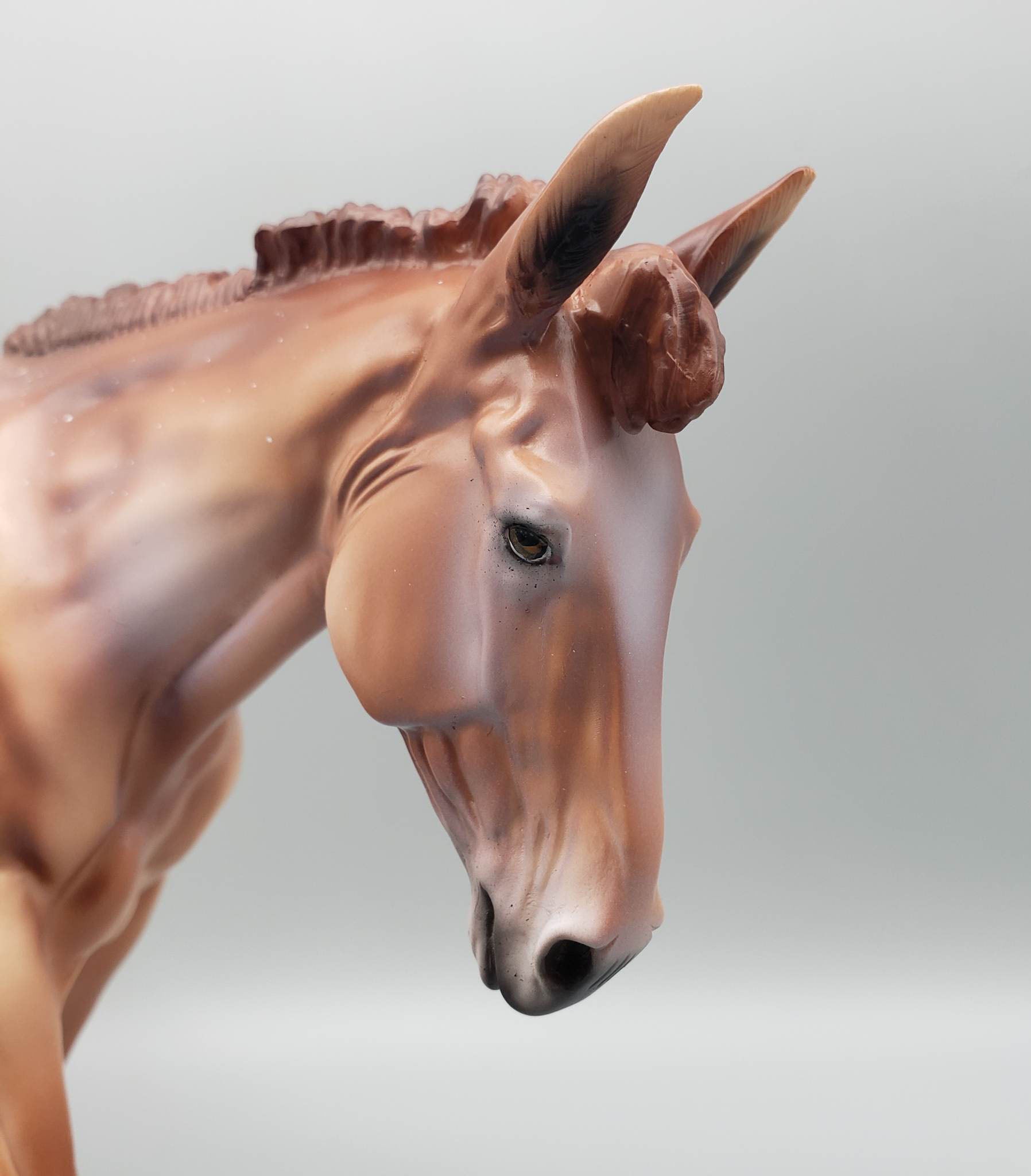 SAMPLE of Alfalfa - LE30 - Chestnut Appaloosa Mule By Dawn Quick EQ23