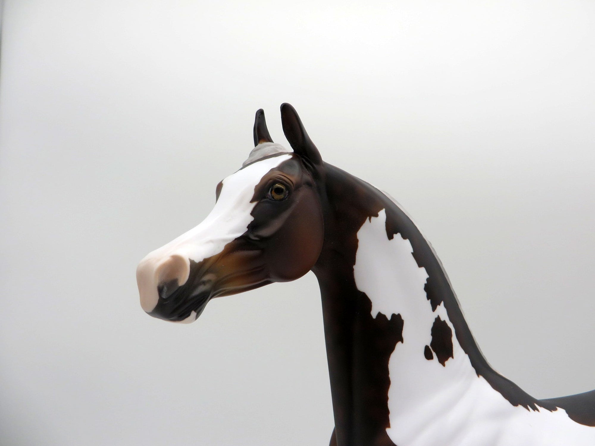 Alto-OOAK Blue Taffy Pinto Arabian  SHCF 2021