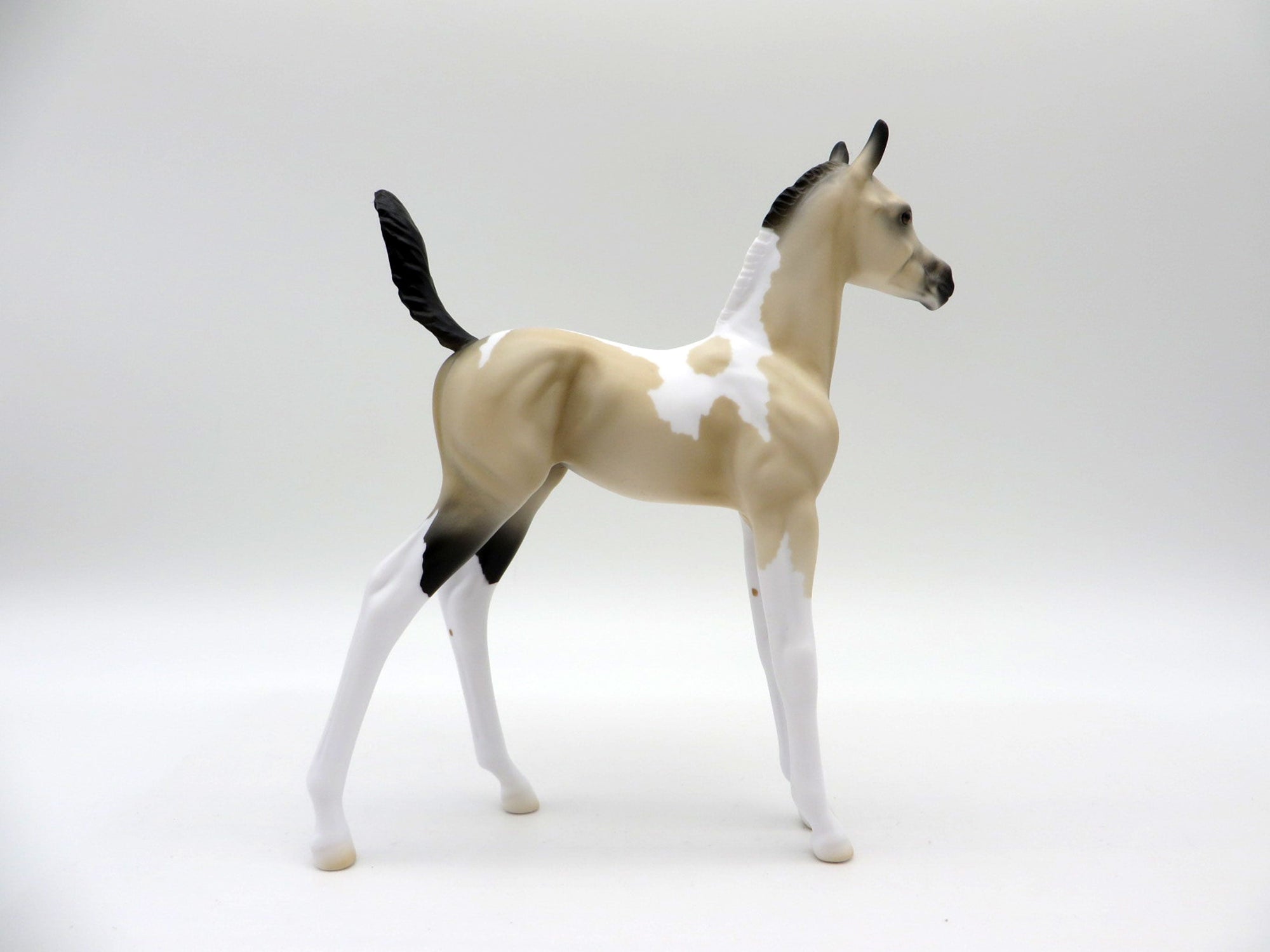 Amaya-LE-7 Buckskin Arabian Foal 4/16/21