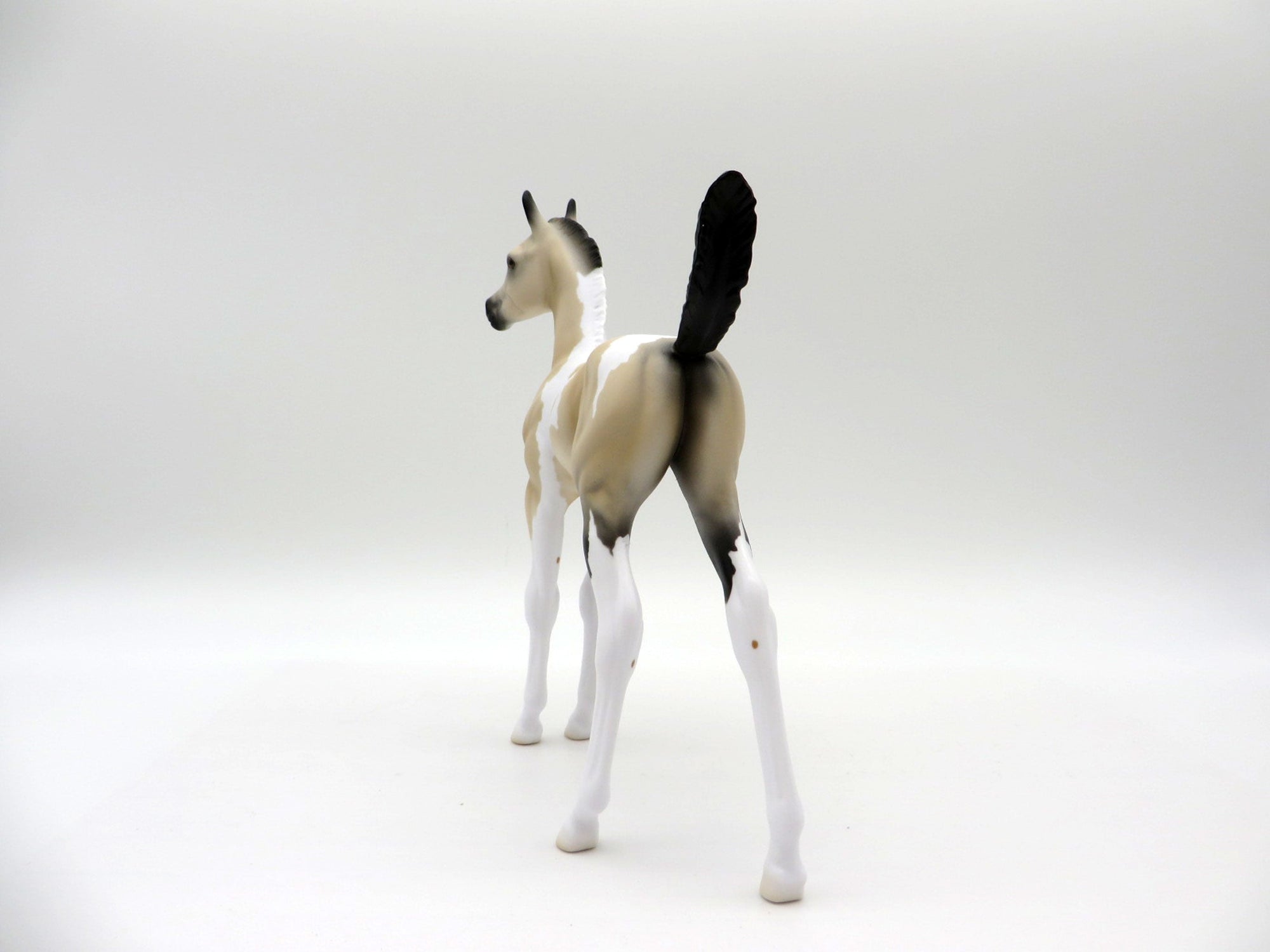 Amaya-LE-7 Buckskin Arabian Foal 4/16/21