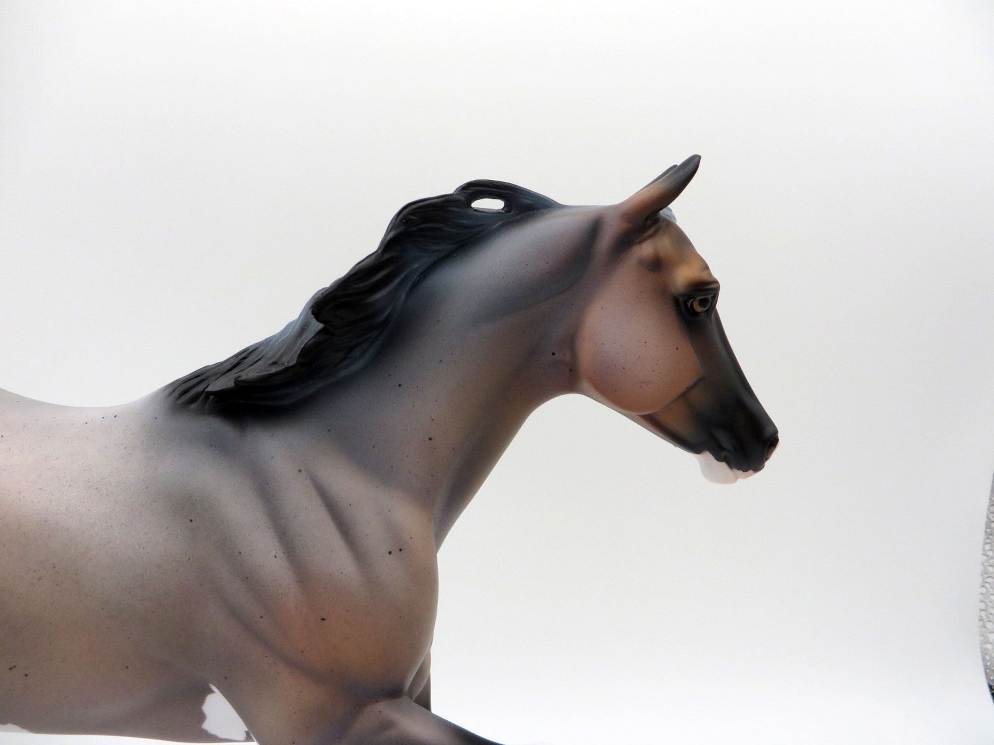 Arcus-OOAK Roan Foundation Quarter Horse  SHCF 2021