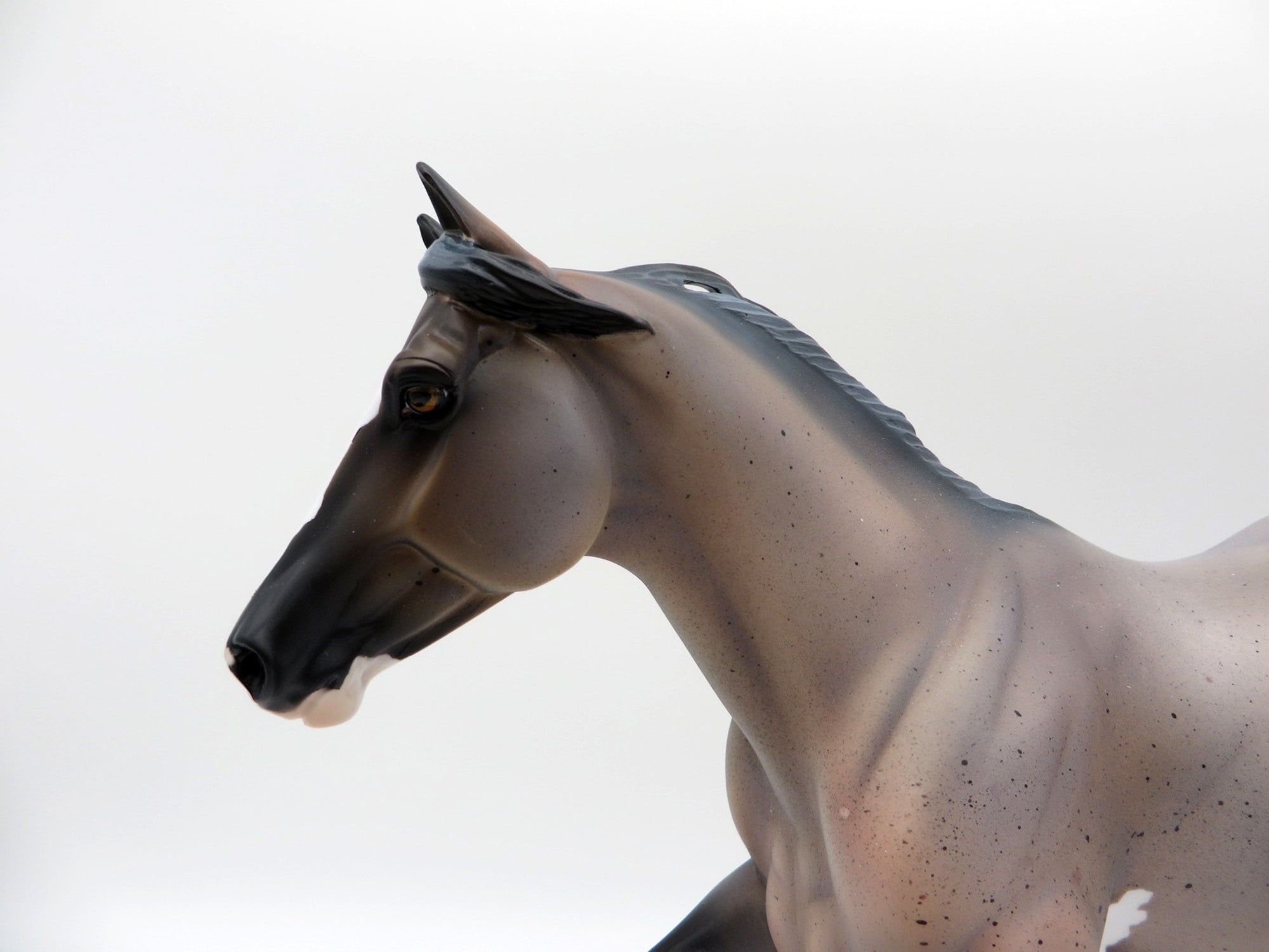 Arcus-OOAK Roan Foundation Quarter Horse  SHCF 2021