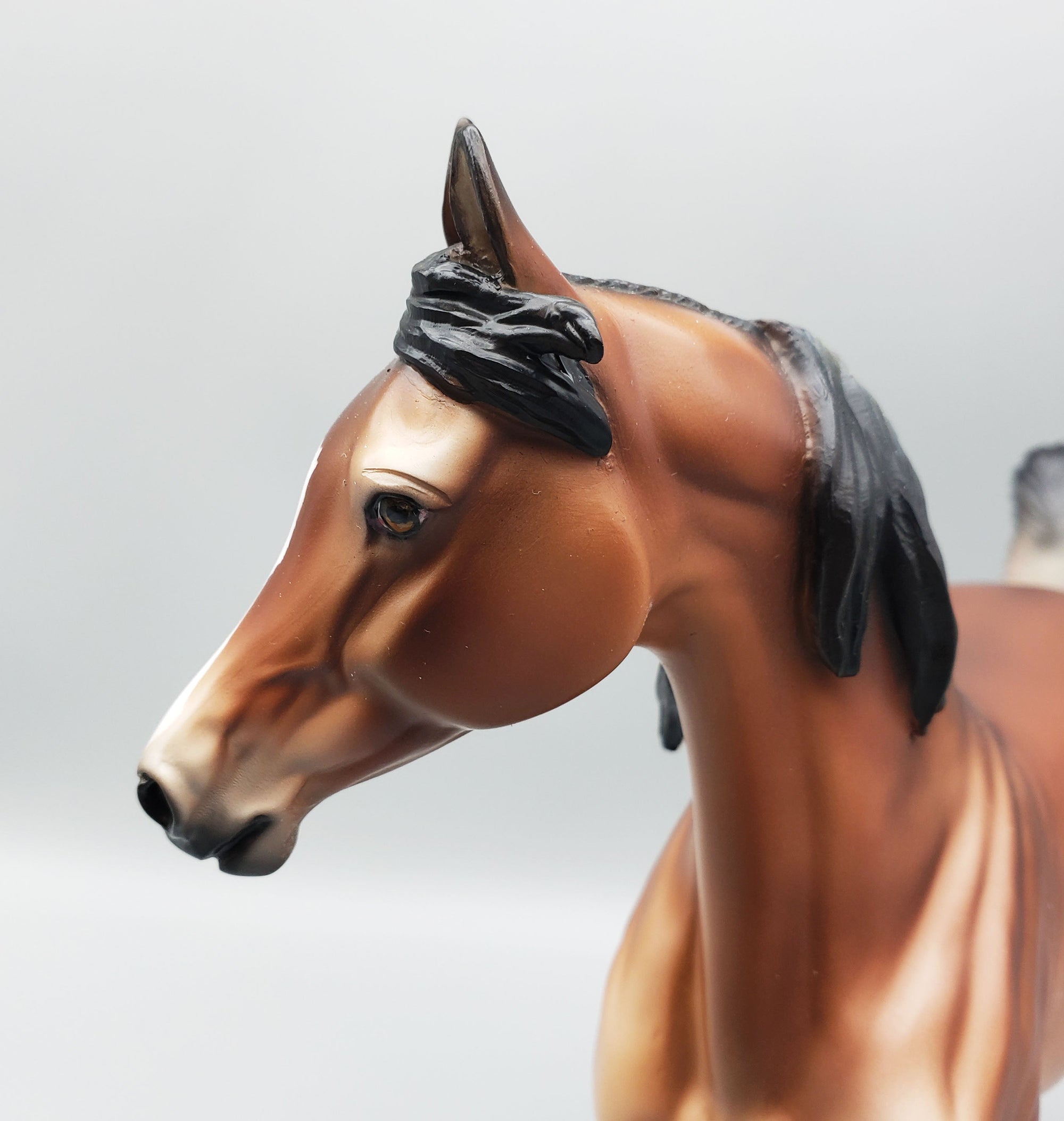 SAMPLE of Areeba Mealy Bay Arab Mare By Julie Keim EQ23