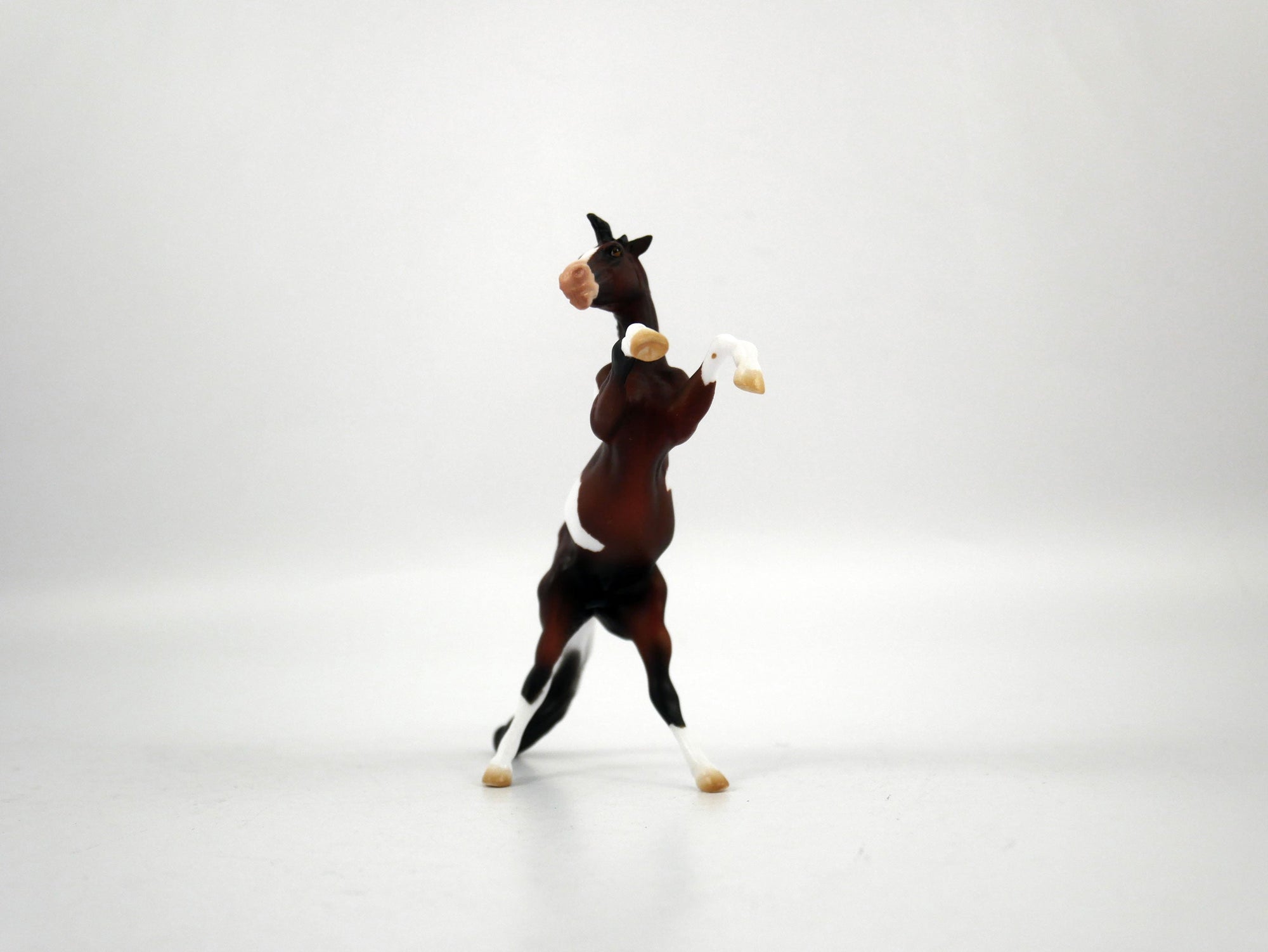 Ayo-OOAK Bay Paint Rearing Chip 1/27/21