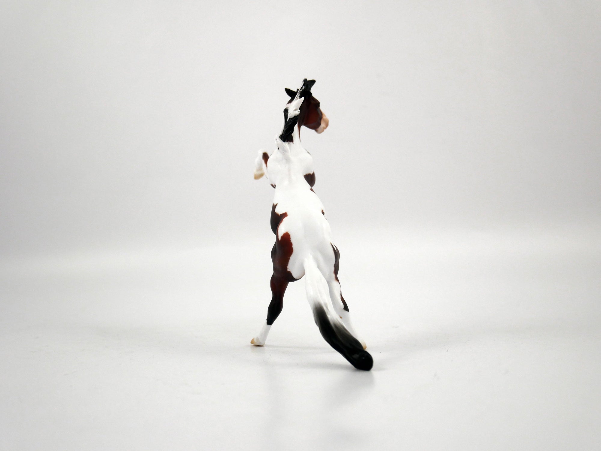 Ayo-OOAK Bay Paint Rearing Chip 1/27/21