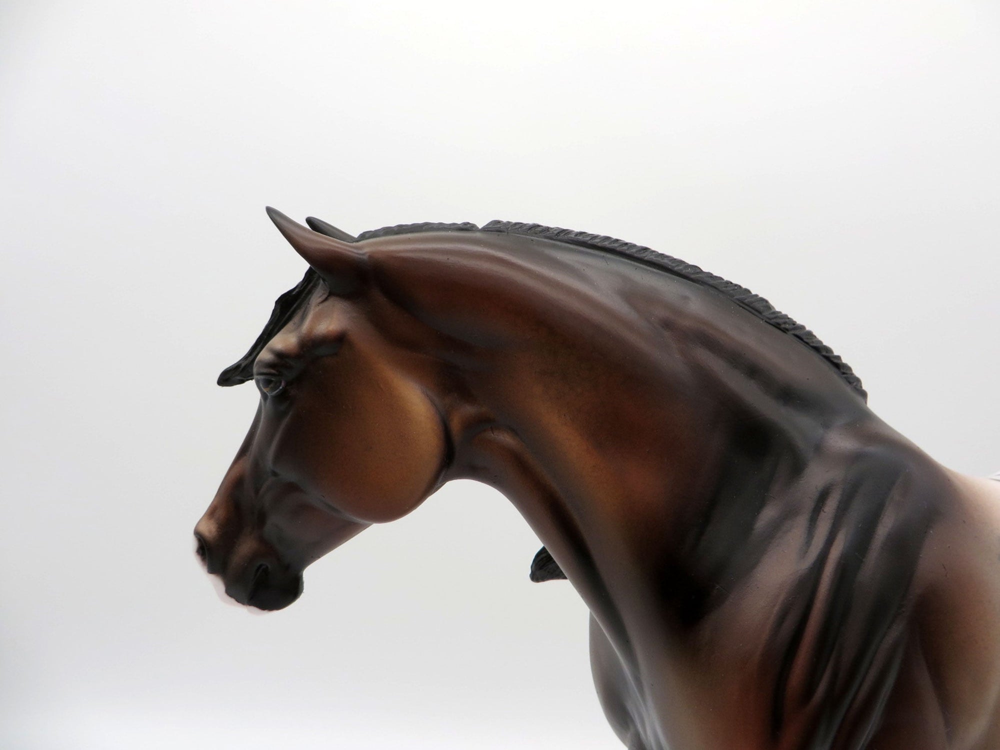 Bayu-OOAK Bay Appaloosa Heavy Drafter SHCF 2021