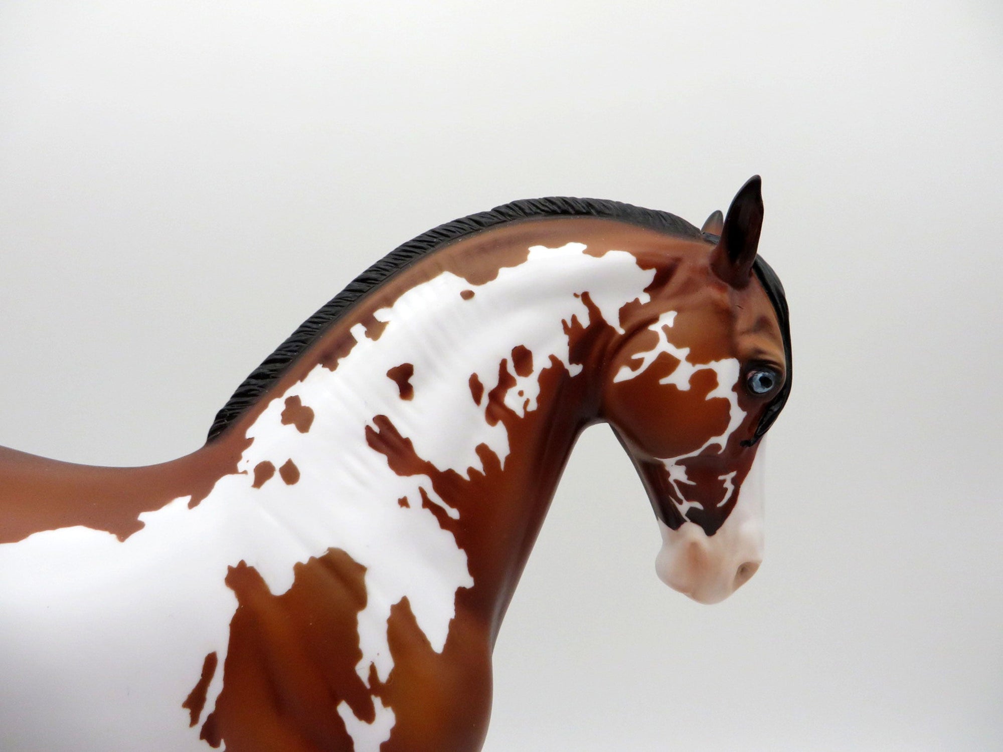 Beardsley-LE-15 Bay Pinto Andalusian Painted By Ellen Robbins EQ 2021