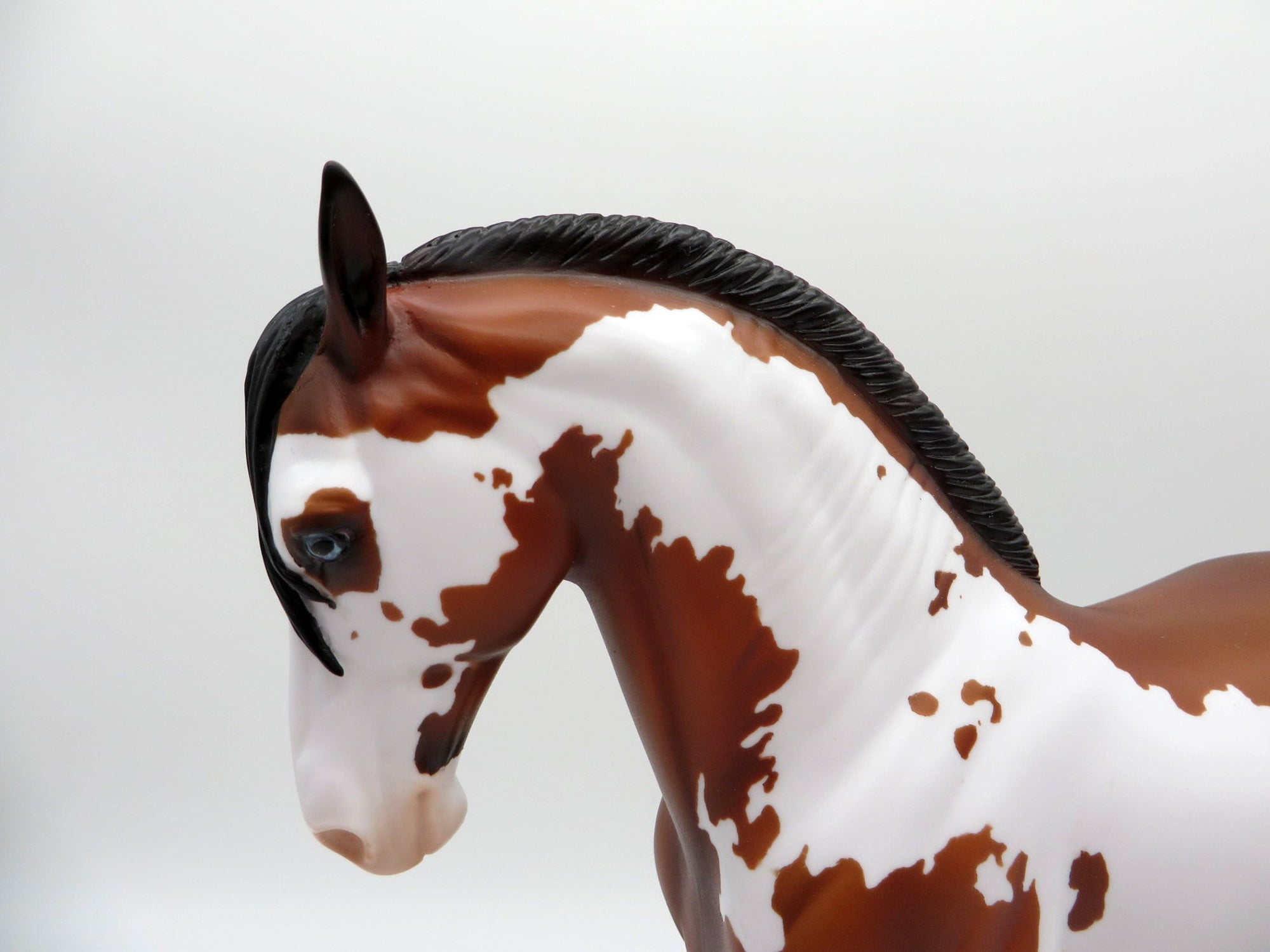 Beardsley-LE-15 Bay Pinto Andalusian Painted By Ellen Robbins EQ 2021