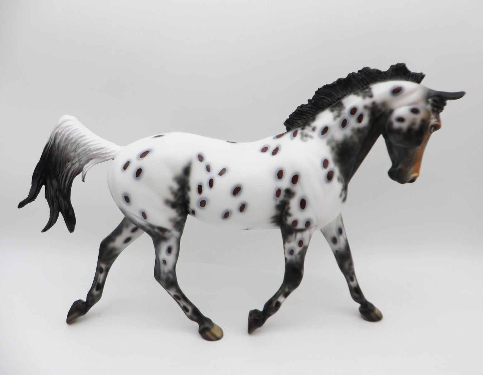 Bella-LE-8 Bay Appaloosa Palouse By Dawn Quick P&C 23