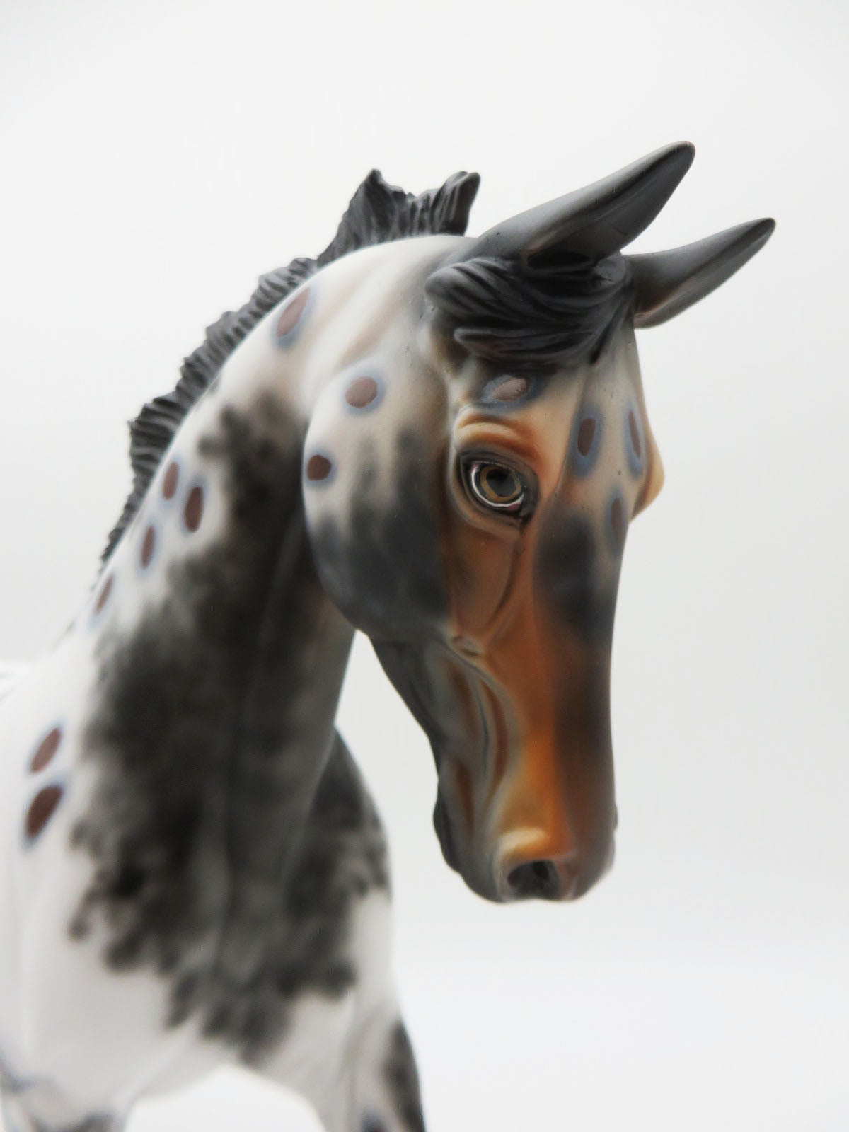 Bella-LE-8 Bay Appaloosa Palouse By Dawn Quick P&amp;C 23