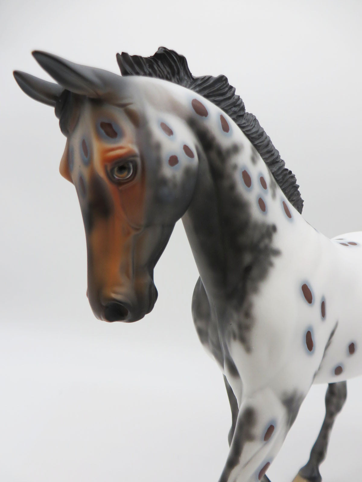 Bella-LE-8 Bay Appaloosa Palouse By Dawn Quick P&amp;C 23