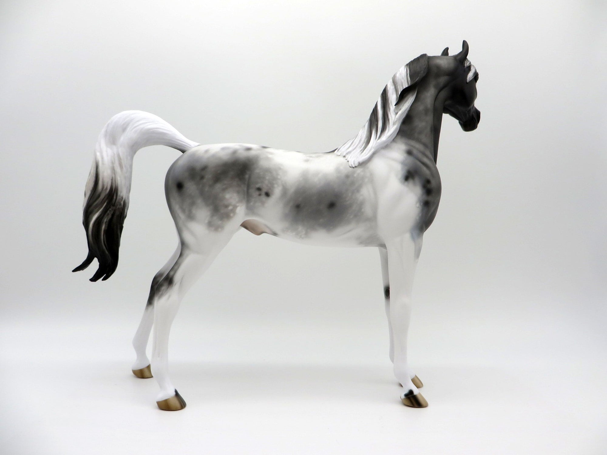 Berenger-OOAK Appaloosa Arabian  4/26/21