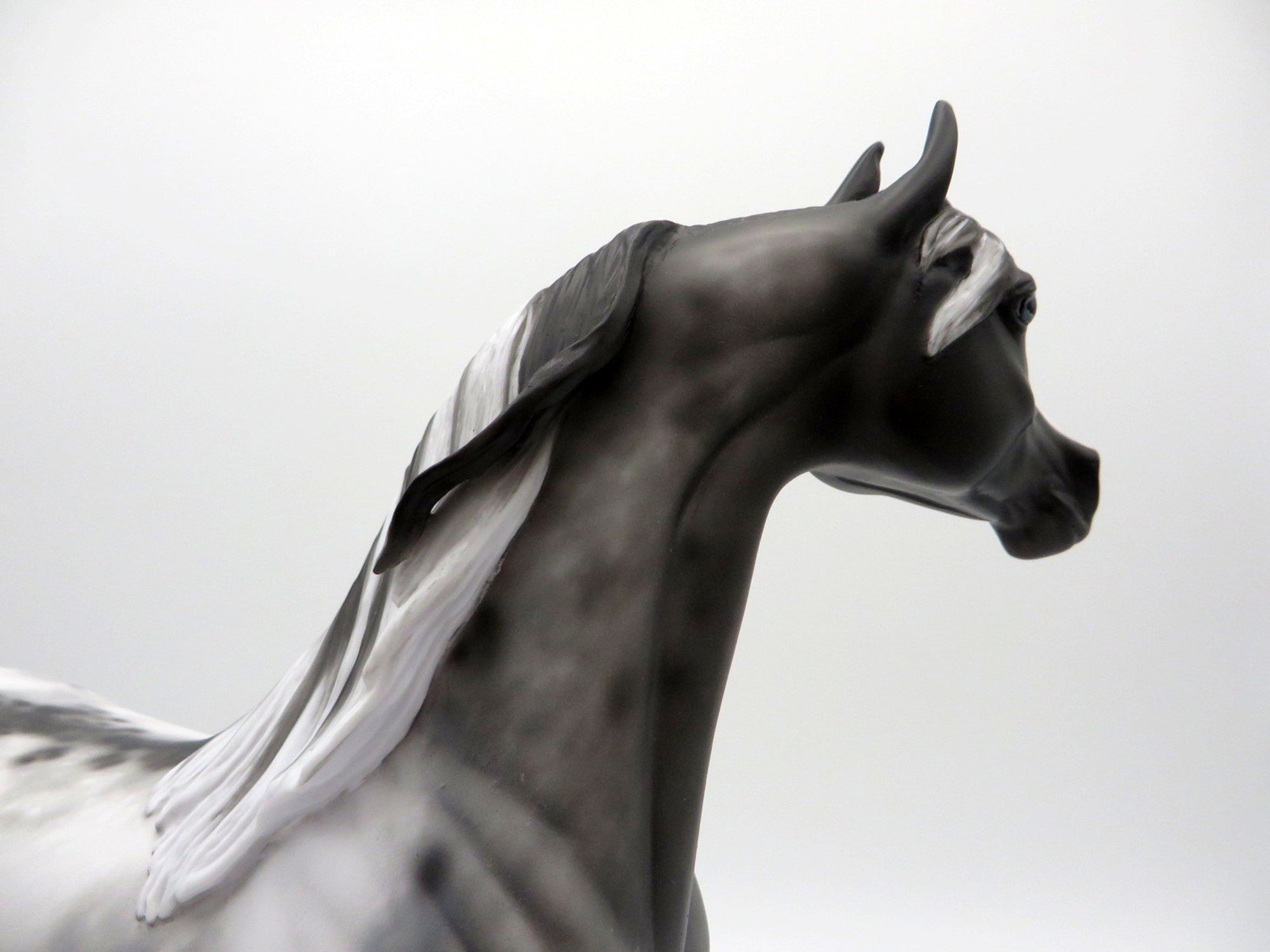 Berenger-OOAK Appaloosa Arabian  4/26/21