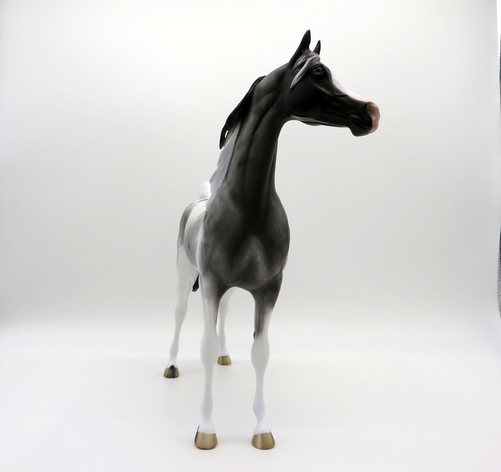 Berenger-OOAK Appaloosa Arabian  4/26/21