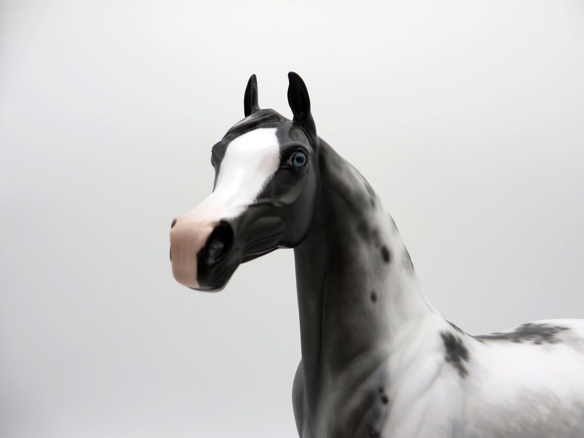 Berenger-OOAK Appaloosa Arabian  4/26/21