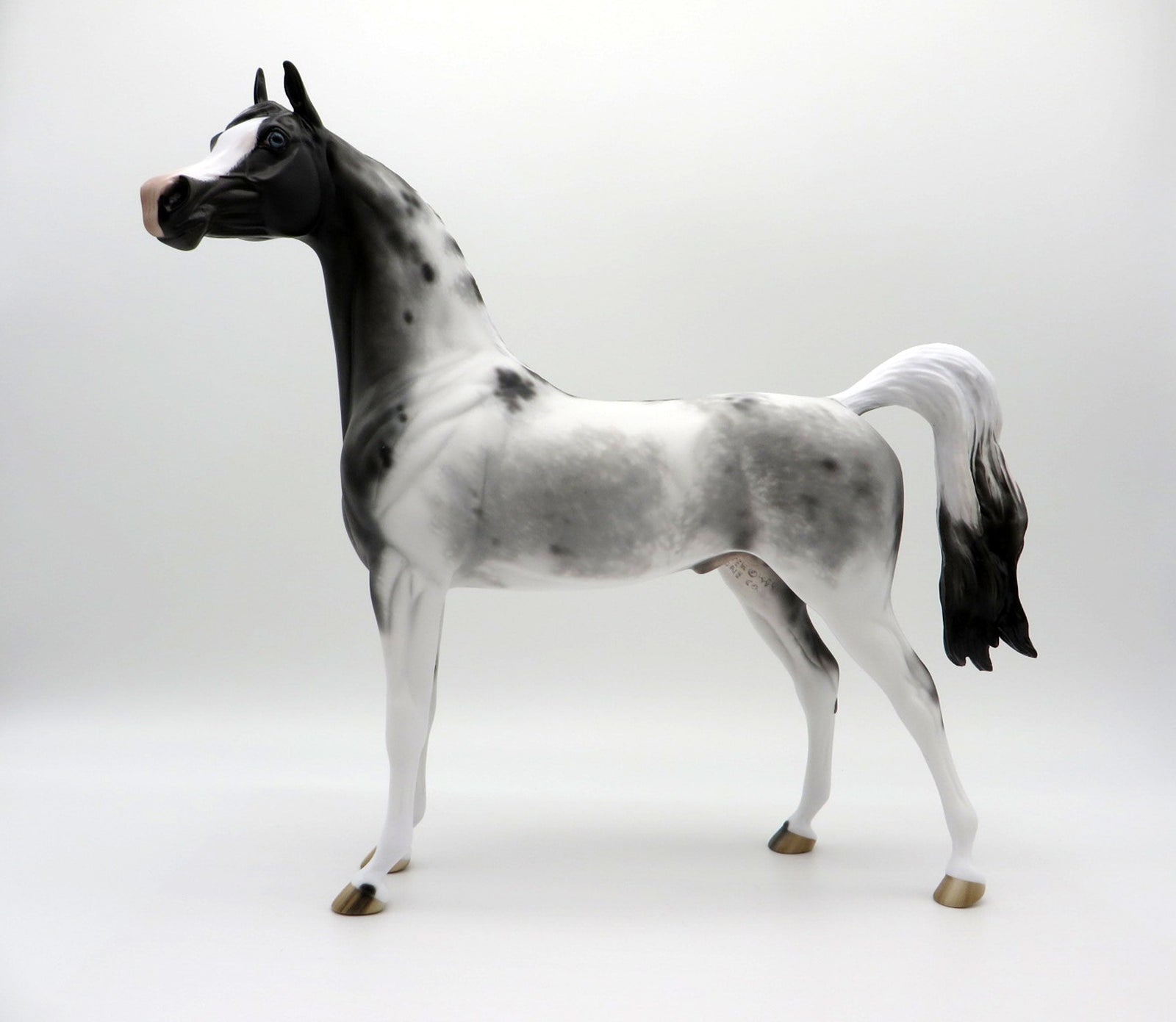 Berenger-OOAK Appaloosa Arabian  4/26/21