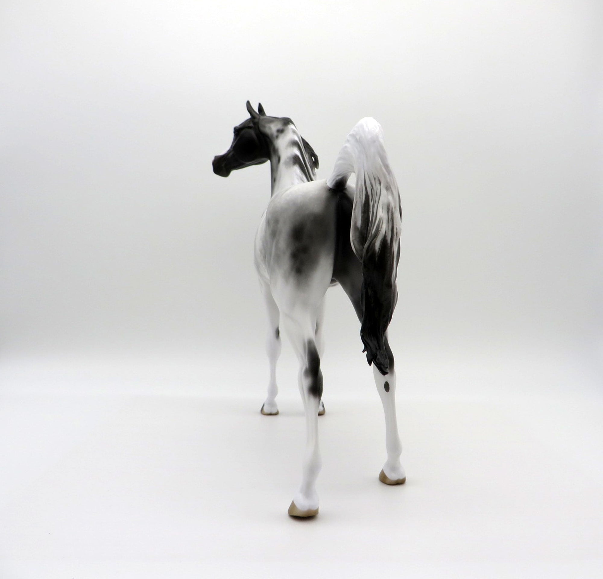 Berenger-OOAK Appaloosa Arabian  4/26/21