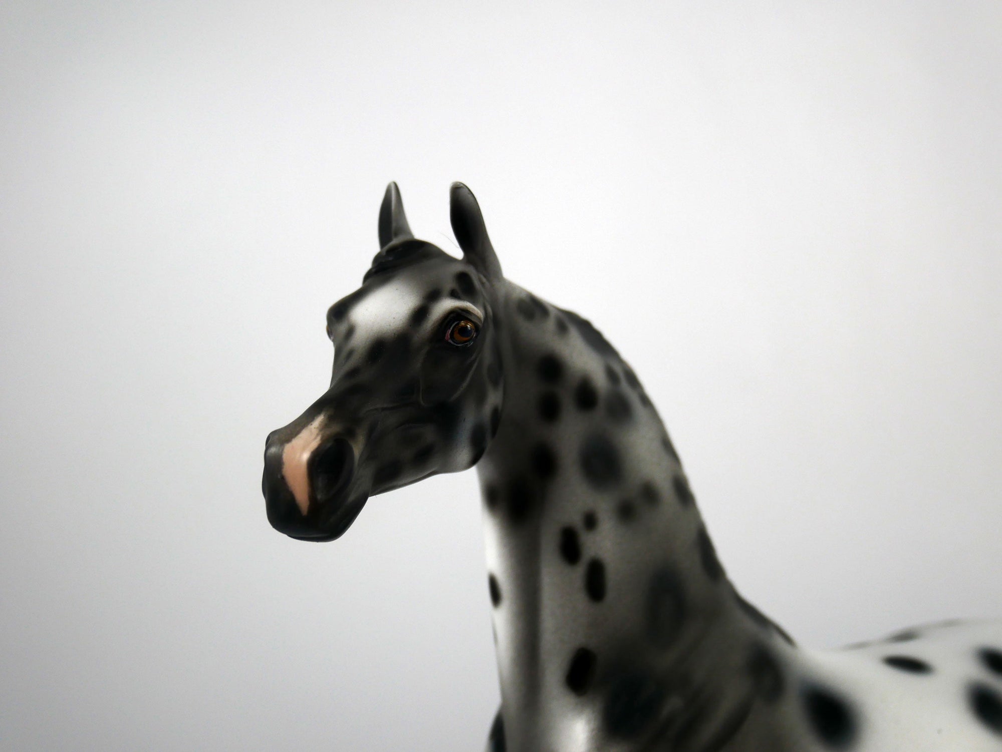 Black Sabbath-OOAK Appaloosa Arabian 1/8/21